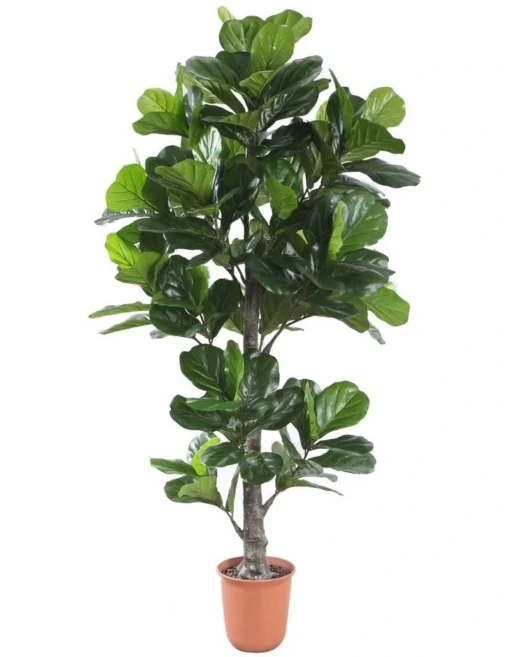 190Cm Tall Potted Fiddle Leaf Home Decor Fake Plant -Home Décor Sales