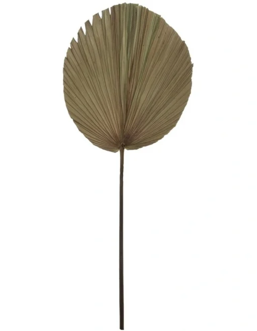 Dried Cut Fan Palm 90cm Artificial Stem Natural -Home Décor Sales