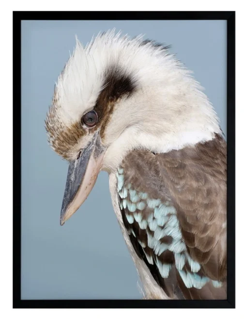Kookaburra Black Frame -Home Décor Sales