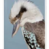 Kookaburra White Frame -Home Décor Sales 811750960 1 720x928