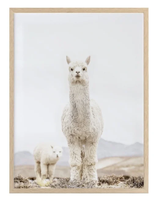No Drama Llama Oak Frame -Home Décor Sales