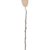 Rogue Protea Dried Cream 60x50x122cm -Home Décor Sales 839696770 1 720x928