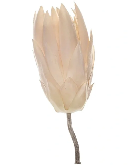 Rogue Protea Dried Cream 60x50x122cm -Home Décor Sales