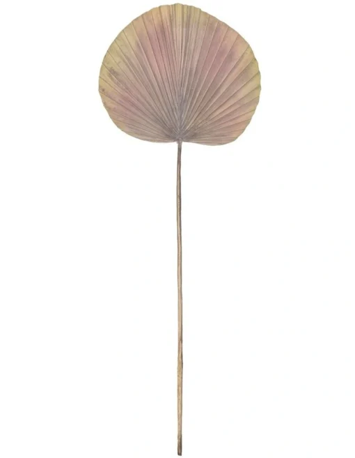 RB Deco Fan Palm -Home Décor Sales