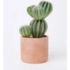 Artificial Cactus In Cement Pot 26.5x16x12cm In Green/Terracotta -Home Décor Sales 898193440 1 720x928