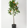 Heritage Orange Tree 30.48x30.48x106.68cm -Home Décor Sales 898364710 1 720x928