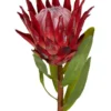Protea King Stem 75cm In Red -Home Décor Sales 943238710 1 720x928