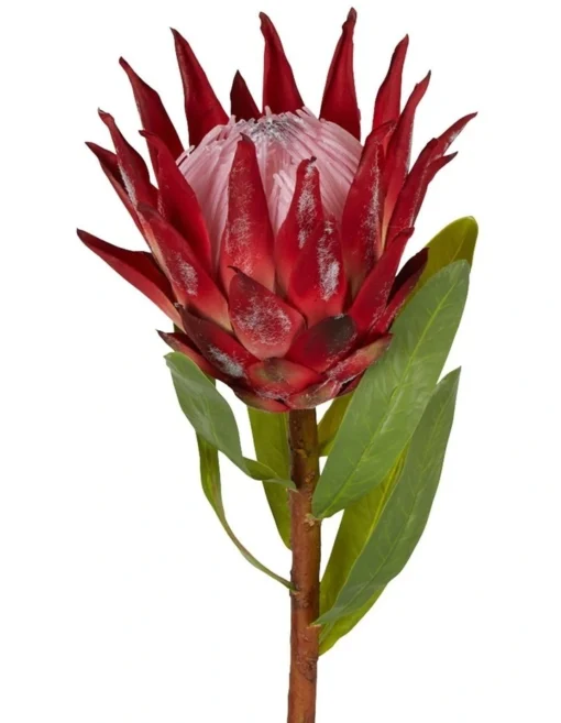 Protea King Stem 75cm In Red -Home Décor Sales