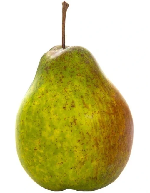 Pear Single In Green -Home Décor Sales