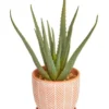 Artificial Aloe Vera Plant In Ceramic Pot 40cm In Terracota -Home Décor Sales 954992890 1 720x928