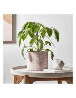 Cross Line Terracotta Planter Pots Set Of 3 In Pink -Home Décor Sales 954999280 6 720x928
