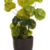 Artificial Money Bag Plant 24cm In Green -Home Décor Sales 955005850 1 720x928
