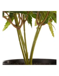 Tall Potted Artificial Maple Decor 24cm In Green -Home Décor Sales 955005940 5 720x928
