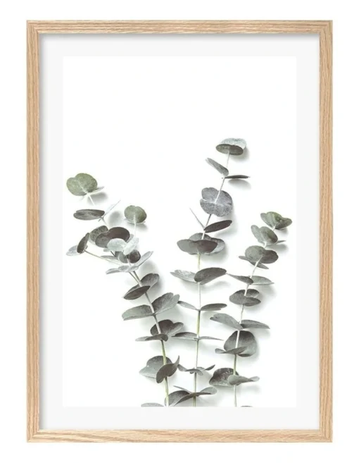 Profile Eucalyptus Foliage Art Print A3 Natural Frame White Border -Home Décor Sales