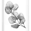 Profile Transparent Eucalyptus Silver Dollar Leaves Art Print A3 White Frame White Border -Home Décor Sales 995233510 1 720x928