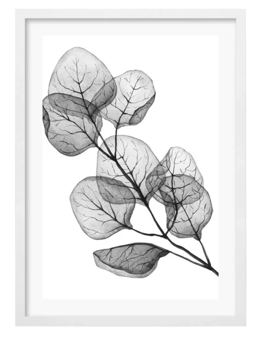 Profile Transparent Eucalyptus Silver Dollar Leaves Art Print A3 White Frame White Border -Home Décor Sales